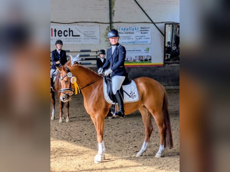 German Riding Pony Mare 4 years 14,1 hh Chestnut-Red in Steinhagen