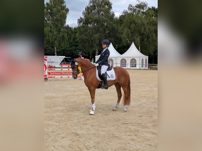 German Riding Pony Mare 4 years 14,1 hh Chestnut-Red in Steinhagen