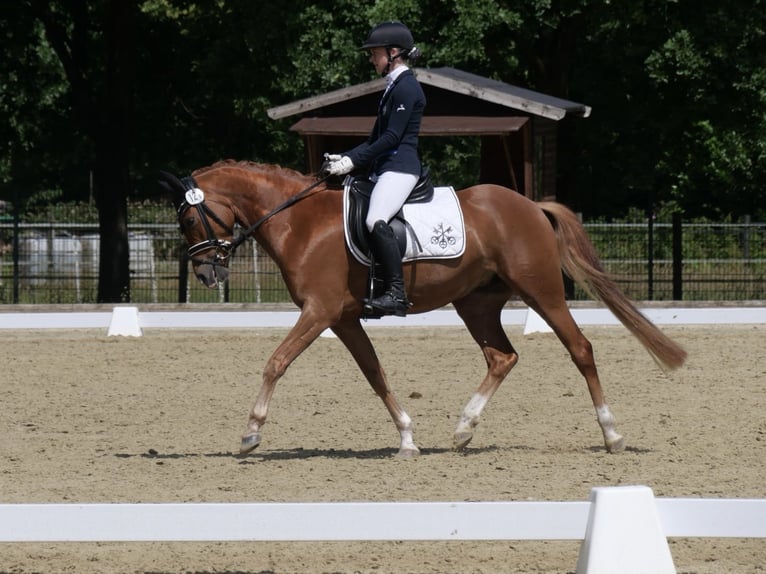 German Riding Pony Mare 4 years 14,1 hh Chestnut-Red in Steinhagen
