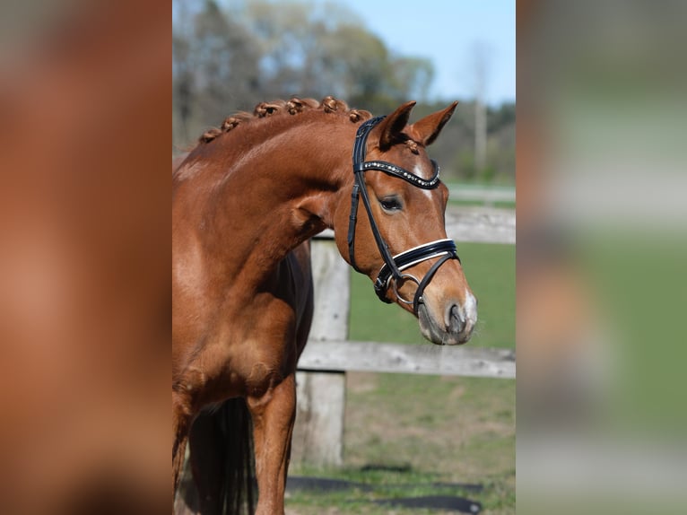 German Riding Pony Mare 4 years 14,1 hh Chestnut-Red in Steinhagen