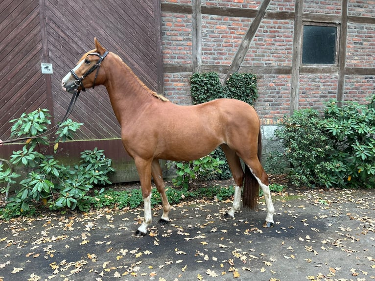 German Riding Pony Mare 4 years 14,1 hh Chestnut-Red in Harsewinkel