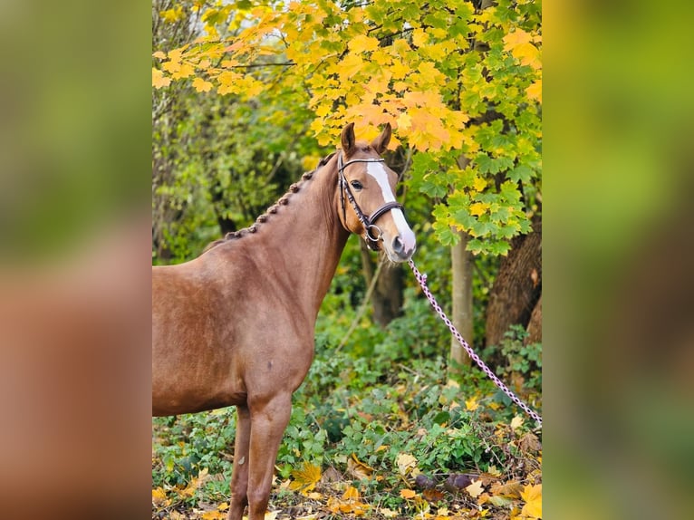 German Riding Pony Mare 4 years 14,1 hh Chestnut-Red in Grevenbroich