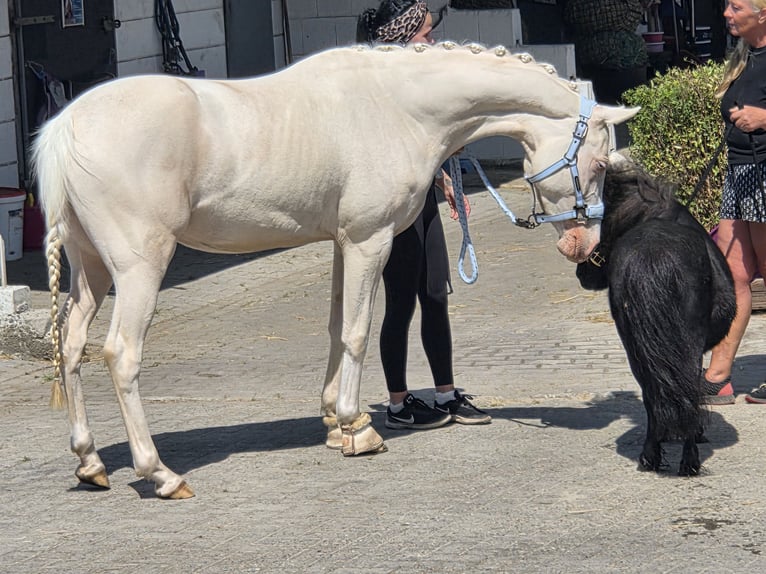 German Riding Pony Mare 4 years 14,1 hh Cremello in Leer (Ostfriesland)