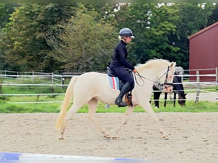 German Riding Pony Mare 4 years 14,1 hh Cremello in Leer (Ostfriesland)