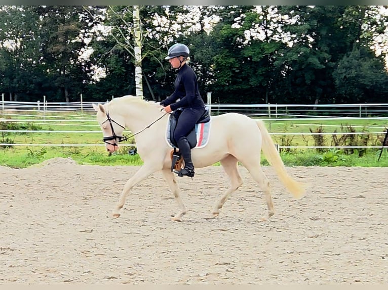 German Riding Pony Mare 4 years 14,1 hh Cremello in Leer (Ostfriesland)