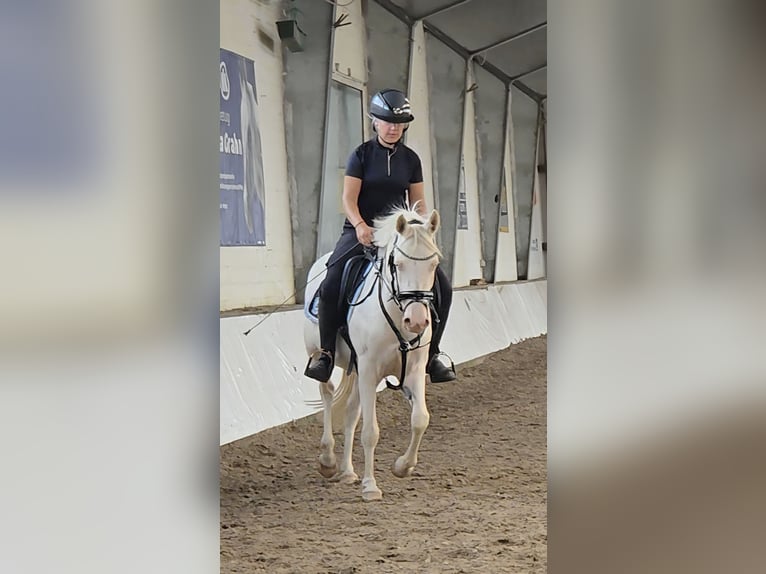 German Riding Pony Mare 4 years 14,1 hh Cremello in Leer (Ostfriesland)