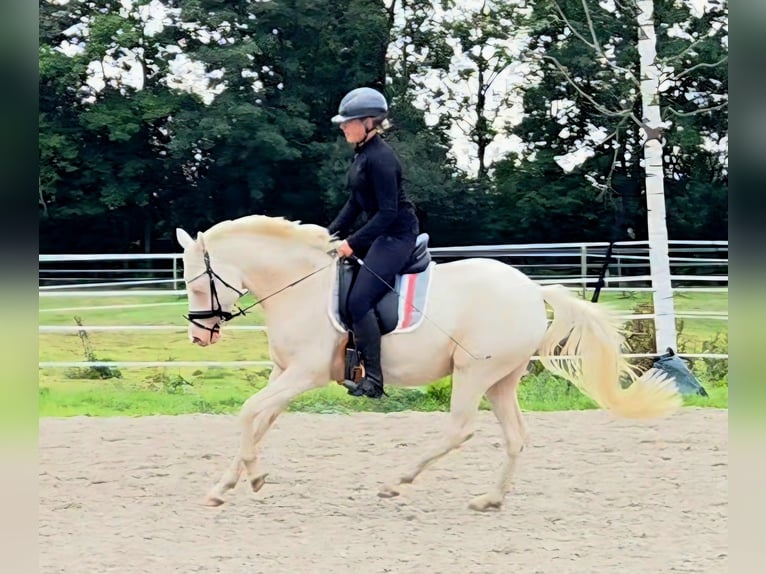 German Riding Pony Mare 4 years 14,1 hh Cremello in Leer (Ostfriesland)