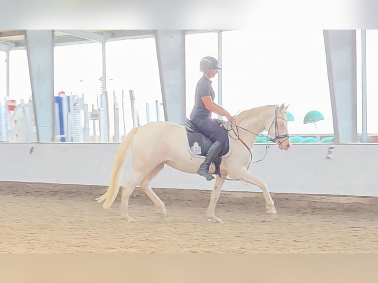 German Riding Pony Mare 4 years 14,1 hh Cremello in Leer (Ostfriesland)