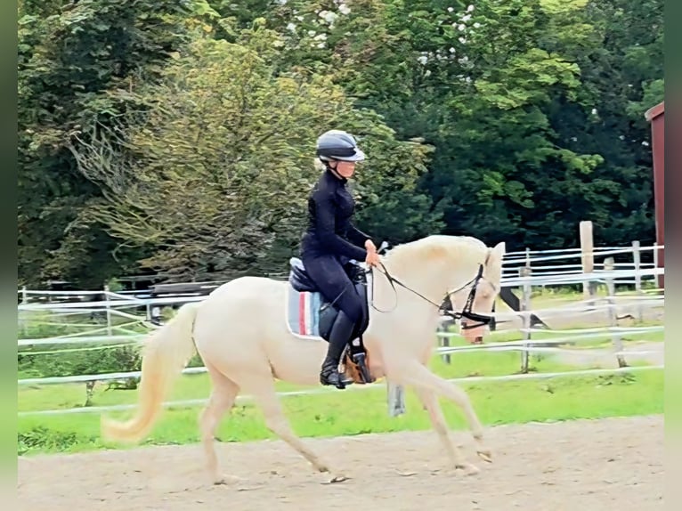 German Riding Pony Mare 4 years 14,1 hh Cremello in Leer (Ostfriesland)