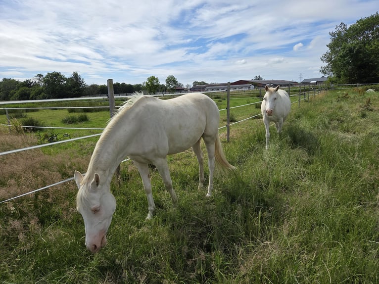 German Riding Pony Mare 4 years 14,1 hh Cremello in Leer (Ostfriesland)