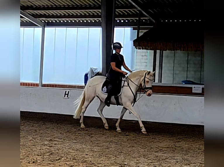 German Riding Pony Mare 4 years 14,1 hh Cremello in Leer (Ostfriesland)