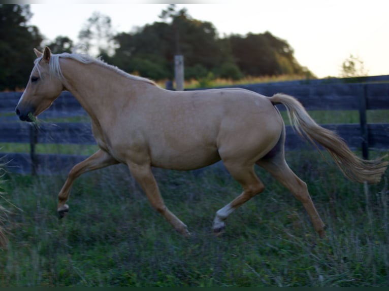 German Riding Pony Mare 4 years 14,1 hh in Nersingen