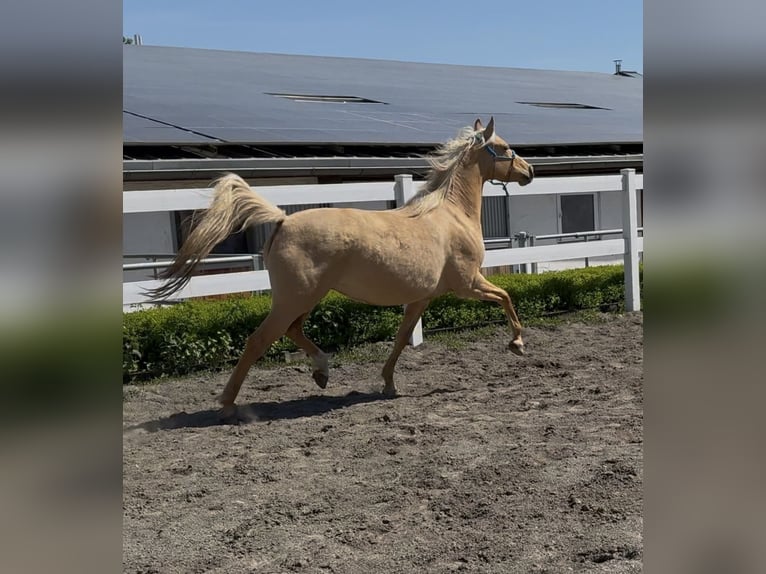 German Riding Pony Mare 4 years 14,1 hh in Nersingen