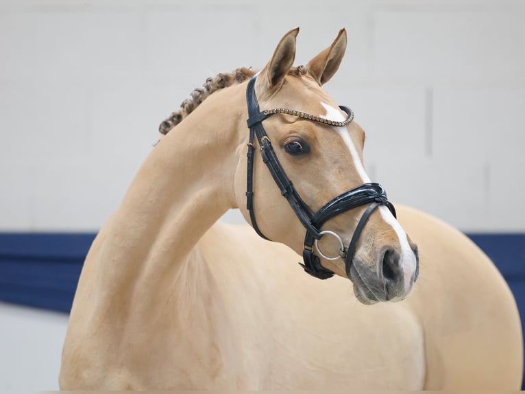 German Riding Pony Mare 4 years 14,1 hh Dun in Marsberg