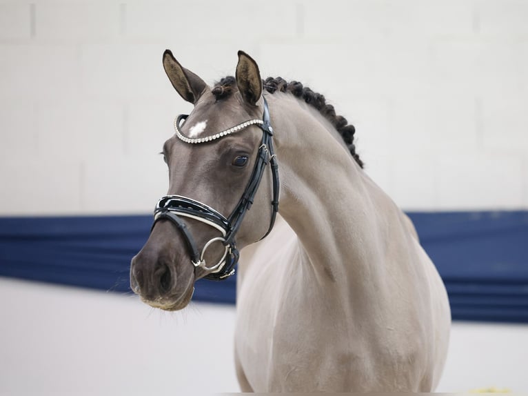 German Riding Pony Mare 4 years 14,1 hh Dun in Marsberg