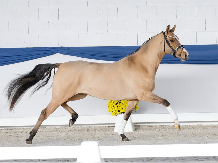 German Riding Pony Mare 4 years 14,1 hh Dun in Marsberg