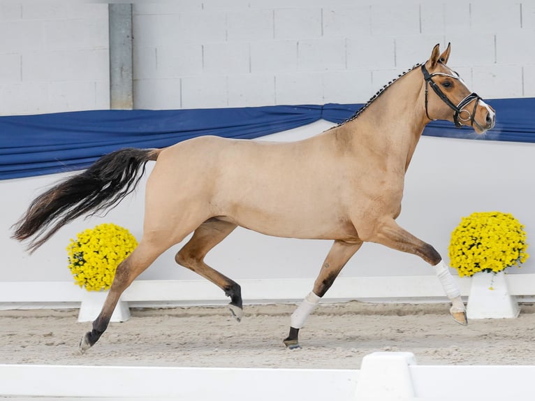 German Riding Pony Mare 4 years 14,1 hh Dun in Marsberg