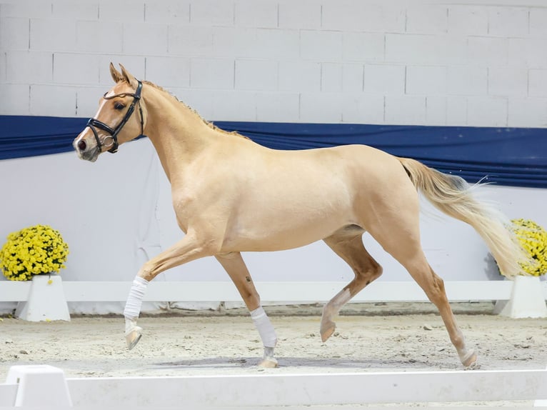 German Riding Pony Mare 4 years 14,1 hh Dun in Marsberg