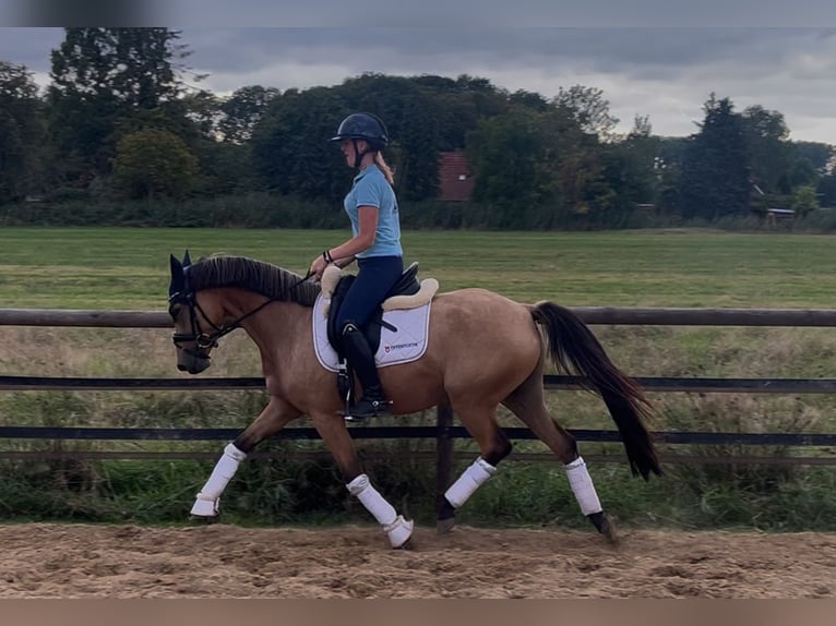 German Riding Pony Mare 4 years 14,1 hh Dun in Lemwerder