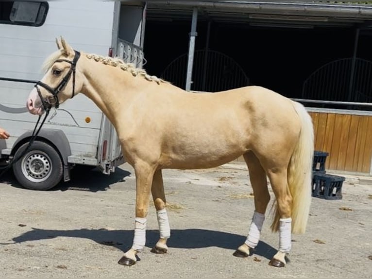 German Riding Pony Mare 4 years 14,1 hh Palomino in Lindlar