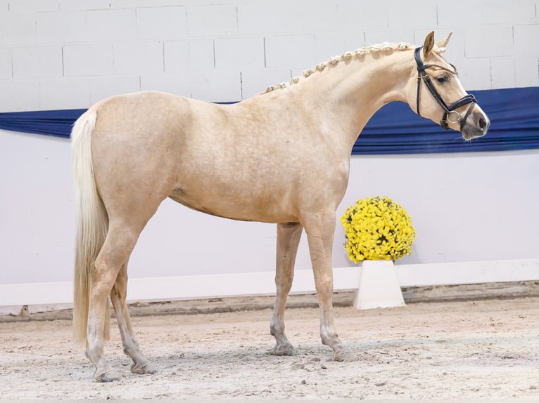German Riding Pony Mare 4 years 14,1 hh Palomino in Marsberg