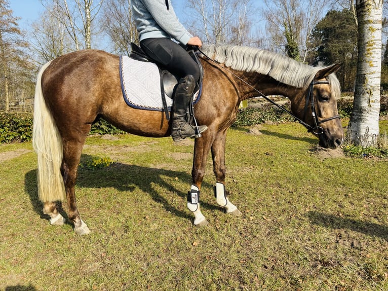 German Riding Pony Mare 4 years 14,1 hh Palomino in Sottrum