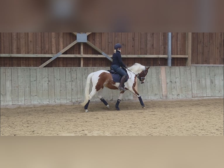 German Riding Pony Mare 4 years 14,1 hh Pinto in Pattensen