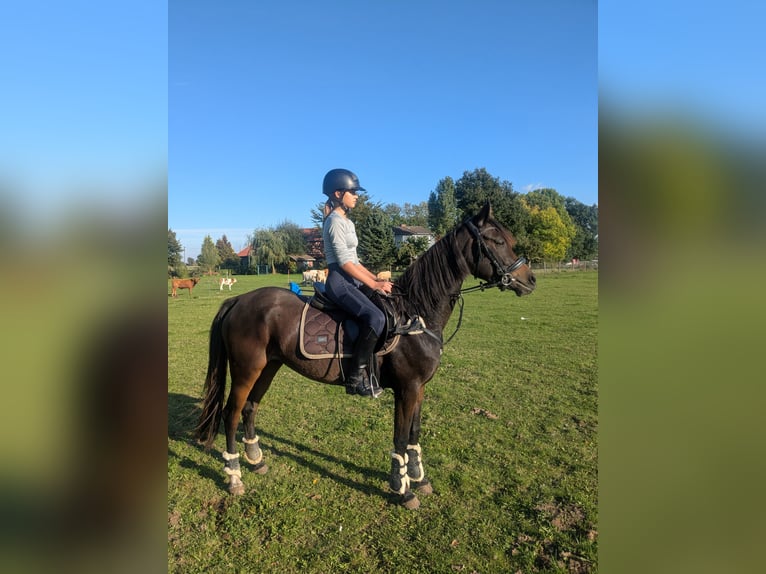 German Riding Pony Mix Mare 4 years 14,2 hh Bay-Dark in Ferna