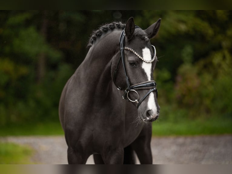 German Riding Pony Mare 4 years 14,2 hh Black in Wehringen