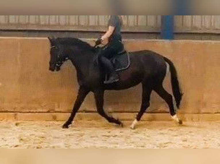 German Riding Pony Mare 4 years 14,2 hh Black in Vi&#xF6;l