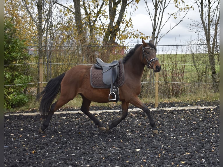German Riding Pony Mare 4 years 14,2 hh Brown in Osburg