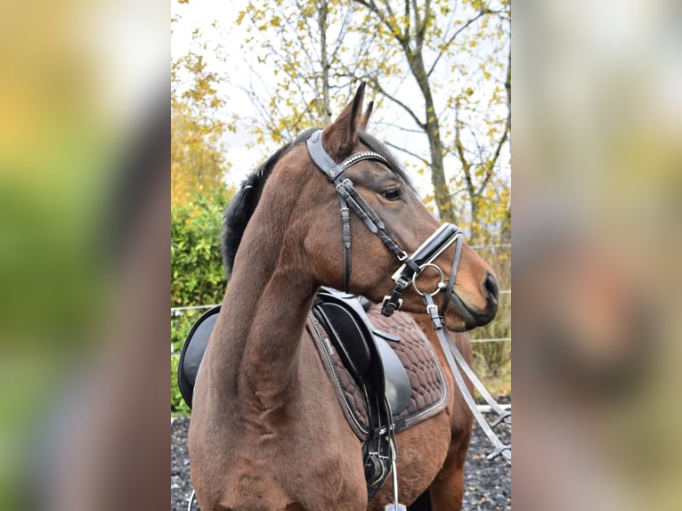 German Riding Pony Mare 4 years 14,2 hh Brown in Osburg
