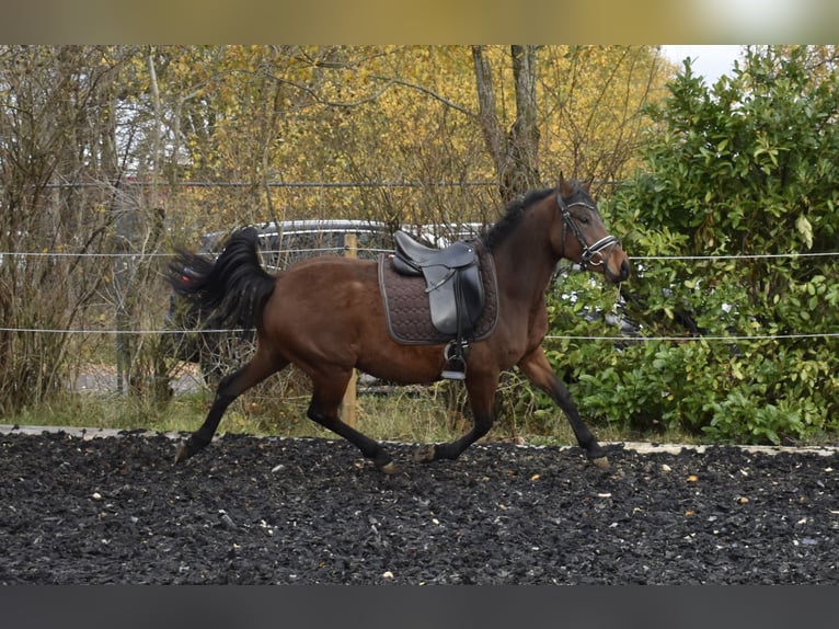 German Riding Pony Mare 4 years 14,2 hh Brown in Osburg