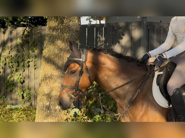 German Riding Pony Mare 4 years 14,2 hh Brown in S&#xFC;derl&#xFC;gum