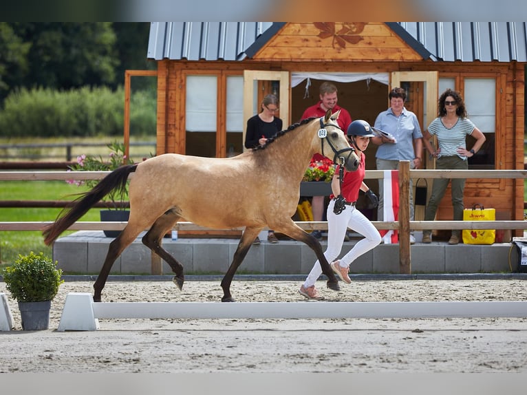 German Riding Pony Mare 4 years 14,2 hh Buckskin in Lauterbach