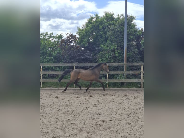 German Riding Pony Mare 4 years 14,2 hh Dun in Nordhorn
