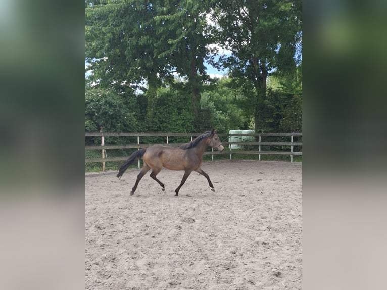 German Riding Pony Mare 4 years 14,2 hh Dun in Nordhorn