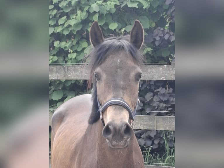 German Riding Pony Mare 4 years 14,2 hh Dun in Nordhorn