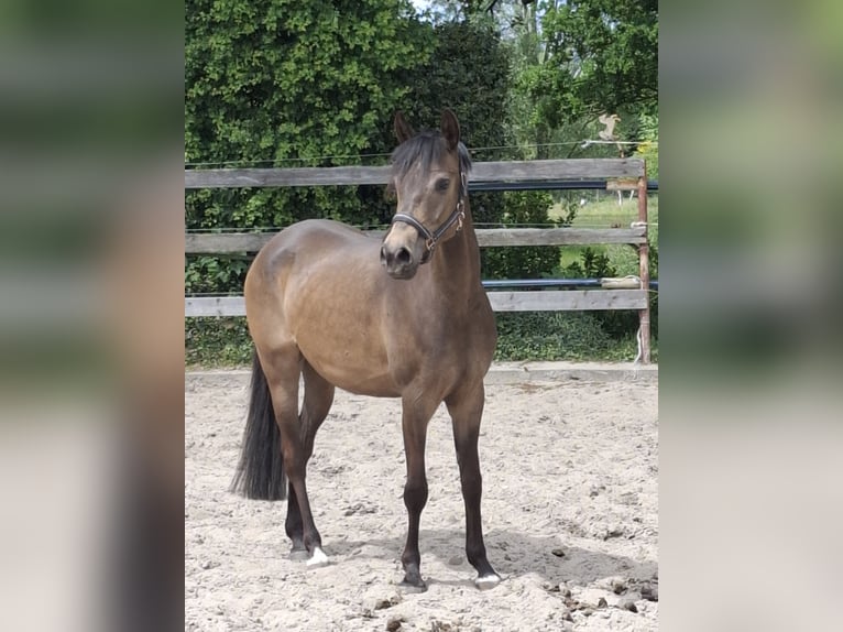 German Riding Pony Mare 4 years 14,2 hh Dun in Nordhorn