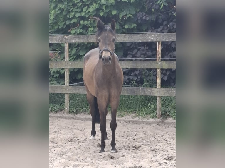 German Riding Pony Mare 4 years 14,2 hh Dun in Nordhorn