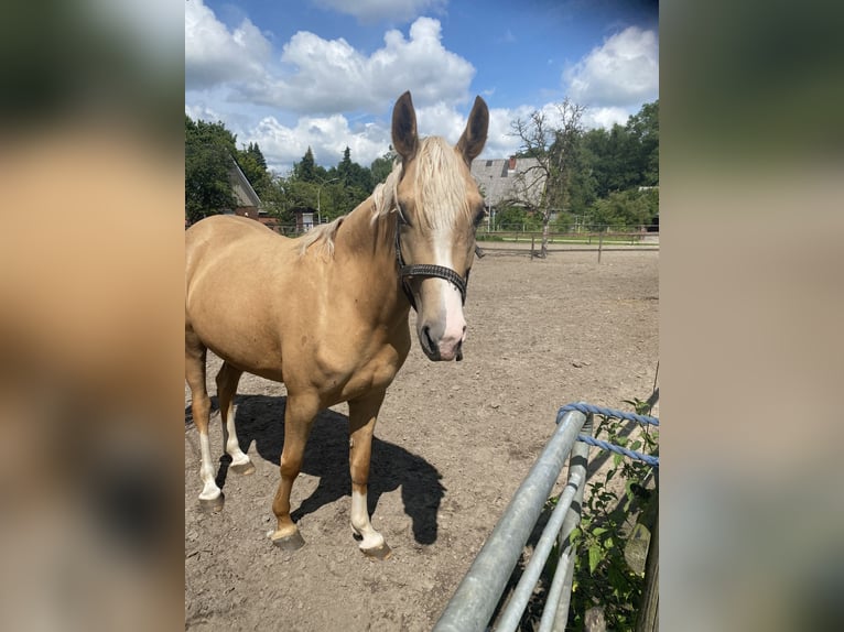 German Riding Pony Mare 4 years 14,2 hh Palomino in Bremerv&#xF6;rde