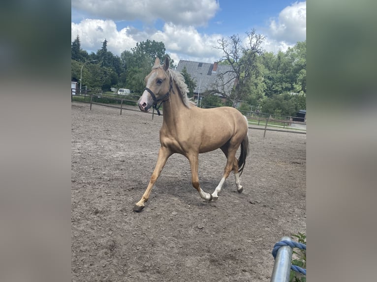 German Riding Pony Mare 4 years 14,2 hh Palomino in Bremerv&#xF6;rde