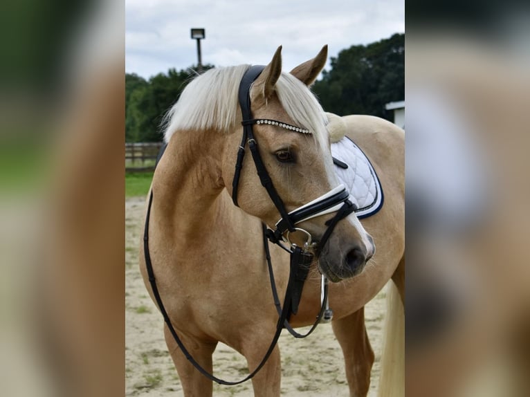 German Riding Pony Mare 4 years 14,2 hh Palomino in Kl&#xF6;tze