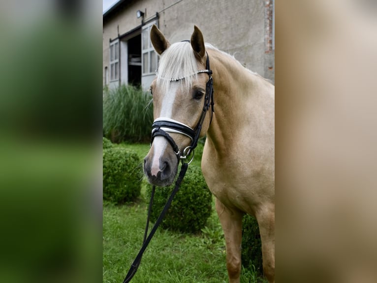 German Riding Pony Mare 4 years 14,2 hh Palomino in Kl&#xF6;tze
