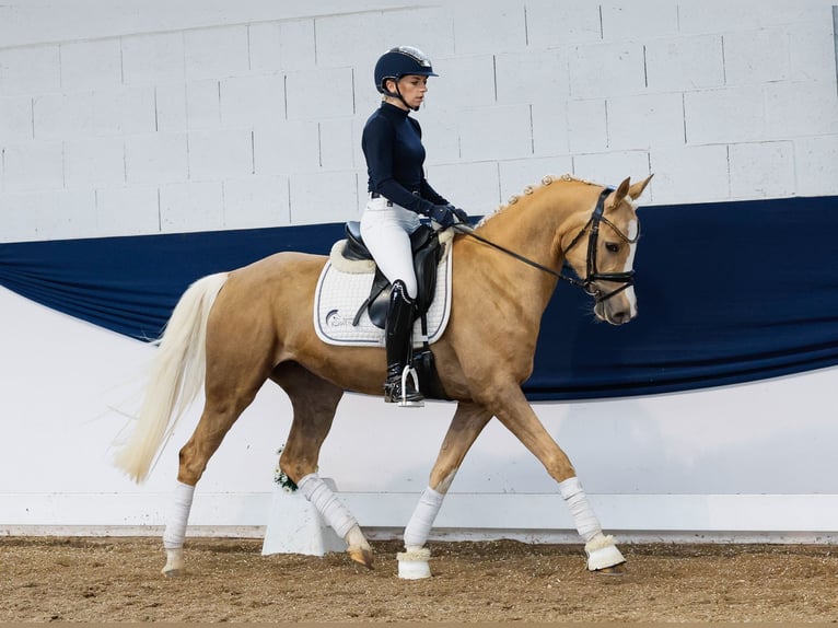 German Riding Pony Mare 4 years 14,2 hh Palomino in Marsberg