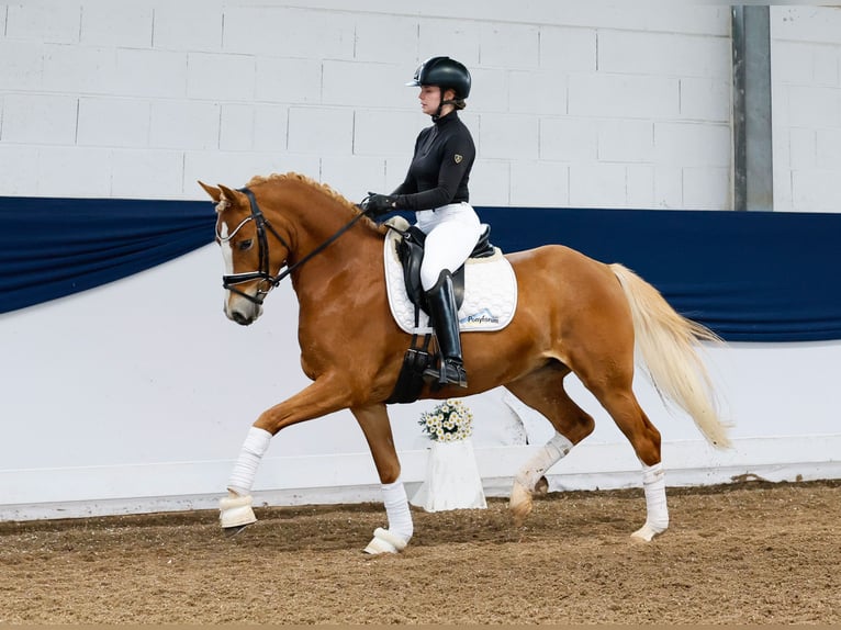 German Riding Pony Mare 4 years 14,2 hh Palomino in Marsberg