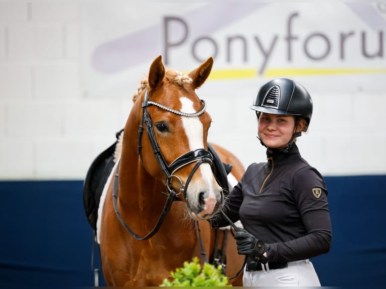 German Riding Pony Mare 4 years 14,2 hh Palomino in Marsberg