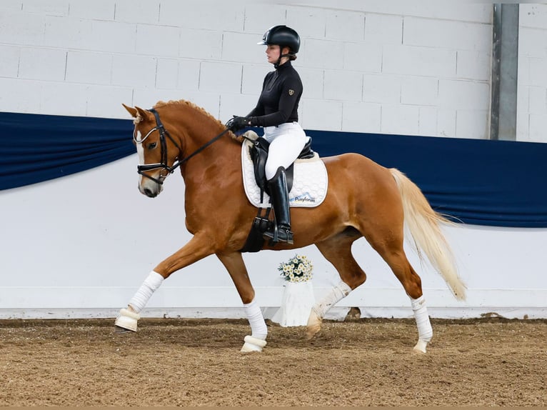German Riding Pony Mare 4 years 14,2 hh Palomino in Marsberg