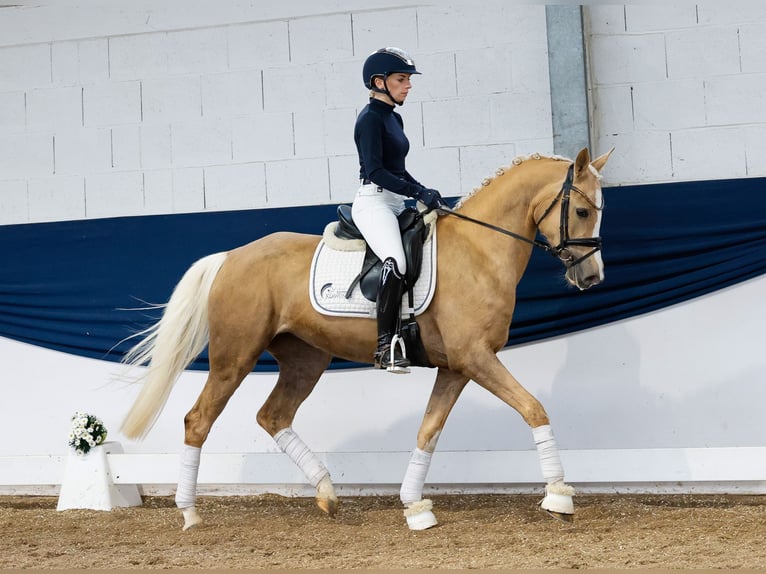 German Riding Pony Mare 4 years 14,2 hh Palomino in Marsberg