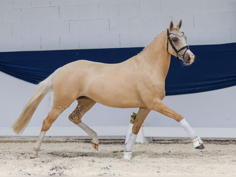 German Riding Pony Mare 4 years 14,2 hh Palomino in Marsberg